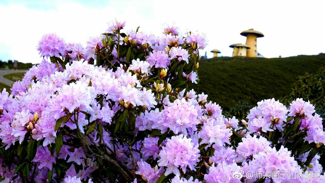 在线涨ks双击网站六月