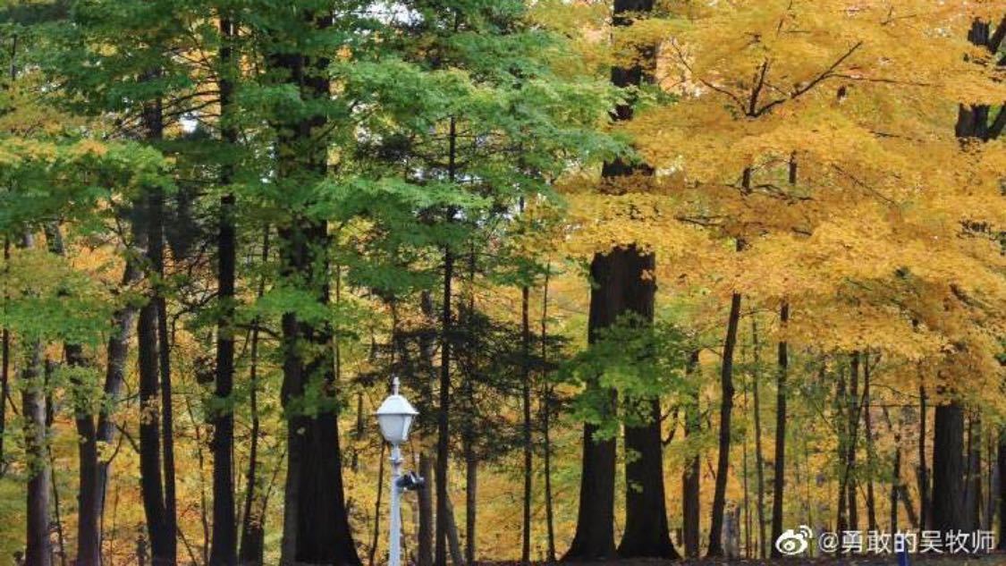 心理师锐评赵露思新综艺